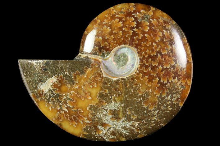 Polished, Agatized Ammonite (Cleoniceras) - Madagascar #118995